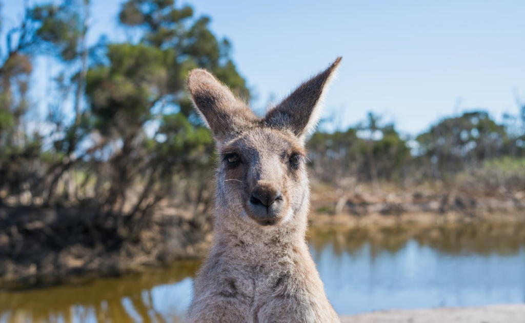 How Can A US Business Expand To Australia?