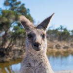 How Can A US Business Expand To Australia?