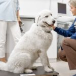 Why Calibrating Your Veterinary Scale Is Important
